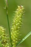 Carex utriculata Boott