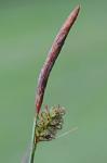 Carex vestita Willd.