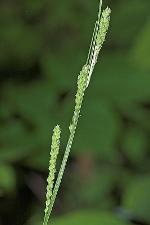 Carex virescens Muhl. ex Willd.