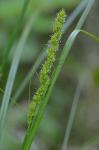 Carex vulpinoidea Michaux