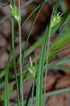 Carex willdenowii Schk. ex Willd.
