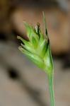 Carex willdenowii Schk. ex Willd.
