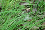 Carex woodii Dewey
