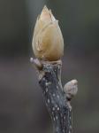 Carya tomentosa (Poir.) Nutt.