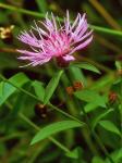 Centaurea jacea L.