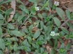 Cerastium fontanum Baumg. ssp. vulgare (Hartman) Greuter & Burdet