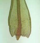 Ceratodon purpureus (Hedw.) Brid. ssp. purpureus