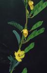 Chamaecrista fasciculata (Michx.) Greene var. macrosperma (Fernald) C. F. Reed
