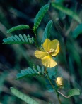 Chamaecrista fasciculata  (Michx.) Greene var. fasciculata