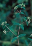 Euphorbia nutans Lagasca y Segura