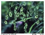 Chasmanthium latifolium (Michx.) Yates