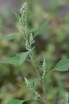 Chenopodium album L.