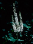 Actaea racemosa L.