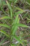 Cirsium altissimum (L.) Hill