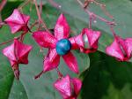 Clerodendrum trichotomum Thunb.