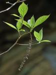 Clethra acuminata Michx.