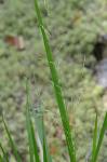Coleataenia longifolia (Torrey) Soreng ssp. longifolia