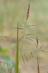 Coleataenia rigidula (Bosc ex Nees) LeBlond ssp. rigidula