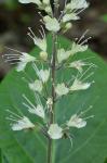 Collinsonia verticillata Baldw.