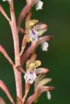 Corallorhiza maculata (Raf.) Raf. var. occidentalis (Lindley) Ames