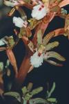 Corallorhiza maculata (Raf.) Raf. var. occidentalis (Lindley) Ames