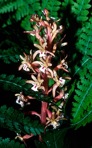 Corallorhiza maculata (Raf.) Raf. var. maculata