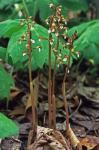 Corallorhiza wisteriana Conrad