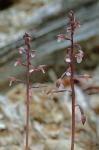 Corallorhiza wisteriana Conrad