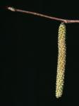 Corylus americana Walt.