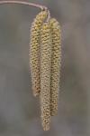 Corylus americana Walt.