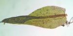 Coscinodon cribrosus (Hedw.) Spruce