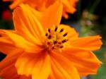 Cosmos sulphureus Cav.