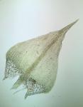 Cratoneuron filicinum (Hedw.) Spruce