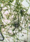 Crepidomanes intricatum (Farrar) Ebihara & Weakley