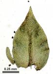 Cryphaea glomerata Schimp. ex Sull.