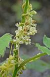 Cuscuta coryli Engelm.