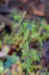Cyclospermum leptophyllum (Pers.) Sprague ex Britt. & Wilson