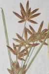 Cyperus bipartitus Torrey