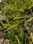 Cyperus difformis L.