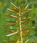 Cyperus odoratus L. var. odoratus