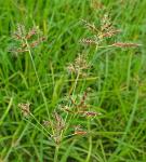 Cyperus rotundus L.