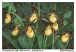 Cypripedium parviflorum Salisb. var. pubescens (Willd.) Knight