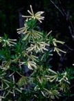 Cyrilla racemiflora L.