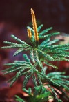 Dendrolycopodium obscurum (L.) A. Haines