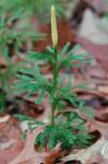 Dendrolycopodium obscurum (L.) A. Haines