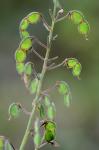 Desmodium ciliare (Muhl. ex Willd.) DC.