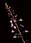 Hylodesmum nudiflorum (L.) H. Ohashi & R.R. Mill