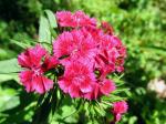 Dianthus barbatus L.