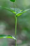 Dichanthelium latifolium (L.) Harvill