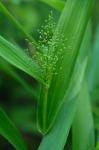 Dichanthelium polyanthes (Schultes) Mohlenbrock